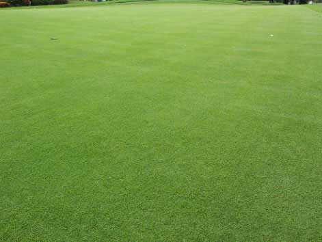 草坪種子價(jià)格